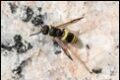 Ancistrocerus-sp_thumb.jpg