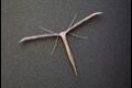 Emmelina-monodactyla-Common-Plume_thumb.jpg