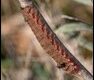 Lasiocampa-quercus_thumb.jpg