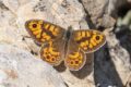 Lasiommata-megera.jpg
