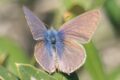 Leptotes-pirithous.jpg
