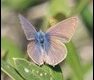 Leptotes-pirithous_thumb.jpg