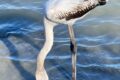 Young-Flamingo.jpg
