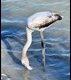 Young-Flamingo_thumb.jpg
