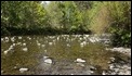 Dipper territory