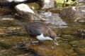 Dippers-1-of-6.jpg