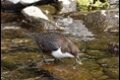 Dippers-1-of-6_thumb.jpg