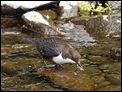 Dippers (1 of 6)
