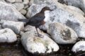 Dippers-3-of-6.jpg