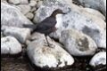 Dippers-3-of-6_thumb.jpg