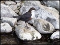 Dippers (3 of 6)