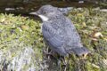 Dippers-5-of-6.jpg