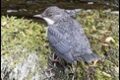Dippers-5-of-6_thumb.jpg
