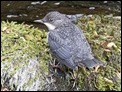 Dippers (5 of 6)