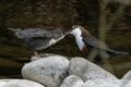 Dippers-6-of-6.jpg