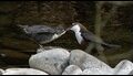 Dippers-6-of-6_thumb.jpg
