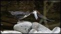Dippers (6 of 6)