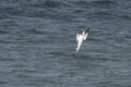 Girvan-Gannet-1-of-1.jpg