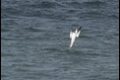 Girvan-Gannet-1-of-1_thumb.jpg