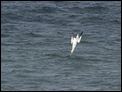 Girvan Gannet (1 of 1)