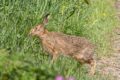 Hare-1-of-1.jpg
