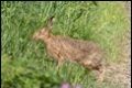 Hare-1-of-1_thumb.jpg