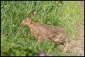 Hare (1 of 1)