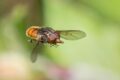 Rhingia-campestris-3-of-3.jpg