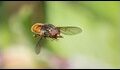 Rhingia-campestris-3-of-3_thumb.jpg