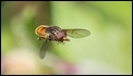Rhingia campestris (3 of 3)