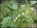 Solomon's-seal