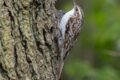 Tree-Creeper.jpg