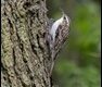 Tree-Creeper_thumb.jpg