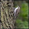 Tree Creeper