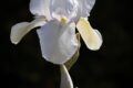 White-Flag-1-of-1.jpg