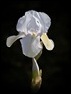 White Flag (1 of 1)