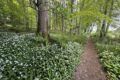 Wild-Garlic.jpg