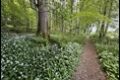 Wild-Garlic_thumb.jpg