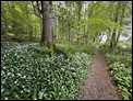 Wild Garlic