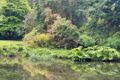 wildlife-pond.jpg