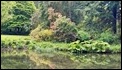 wildlife pond