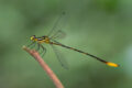 Mountain Flatwing