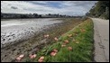 poppy walk